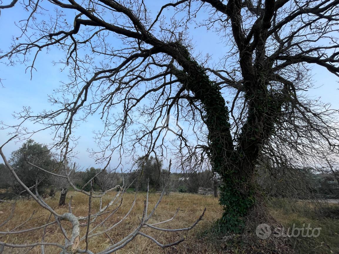 RUSTICO A CEGLIE MESSAPICA - Vista 4