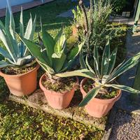 Piante agave