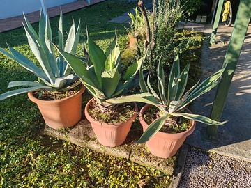 Piante agave