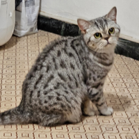 British Shorthair femmina sterilizzata pedigree