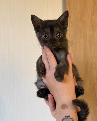 Meravigliosa cucciola British
