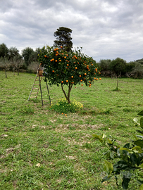 Terreno agricolo