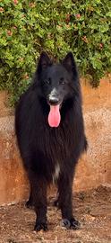 Pastore belga Gronendael