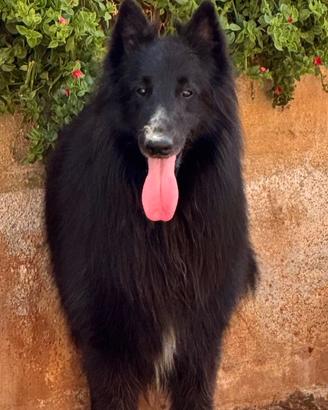 Pastore belga Gronendael
