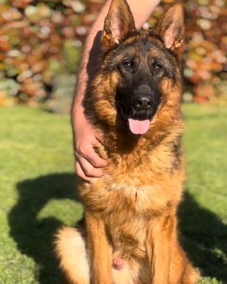 Cucciolone di pastore tedesco