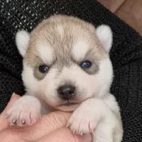 Siberian husky