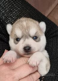 Siberian husky