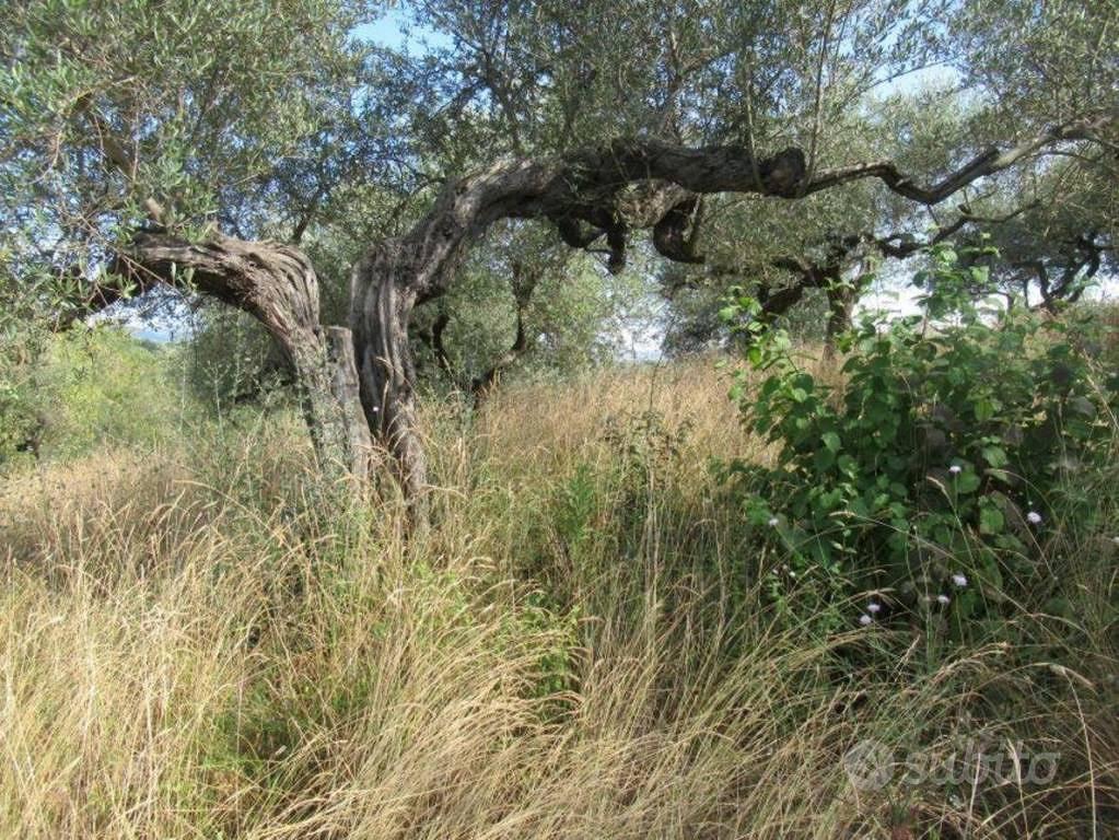 Immobile in asta di 2980 m² a Moscufo - Altro