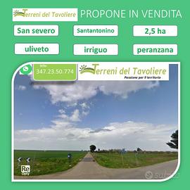 Prestigioso Uliveto Secolare a San Severo