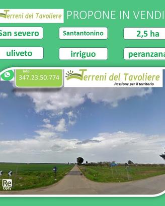 Prestigioso Uliveto Secolare a San Severo