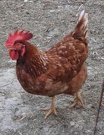 coppia galline 