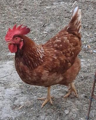 coppia galline 