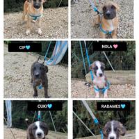 Oliver, chiara, cip, cuki, nola e radames