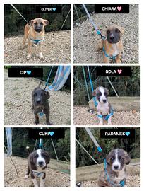 Oliver, chiara, cip, cuki, nola e radames