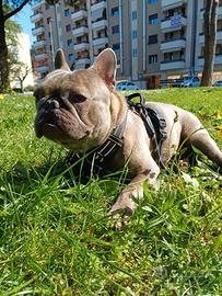 Bulldog francese
