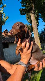 Cucciolo maschio di Bassotto Cioccolato