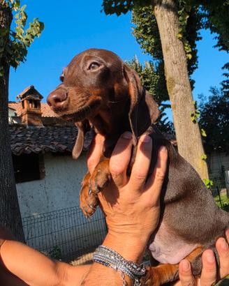 Cucciolo maschio di Bassotto Cioccolato