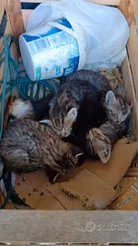 Gattini