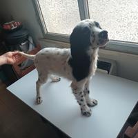 Cuccioli setter inglese