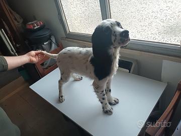 Cuccioli setter inglese
