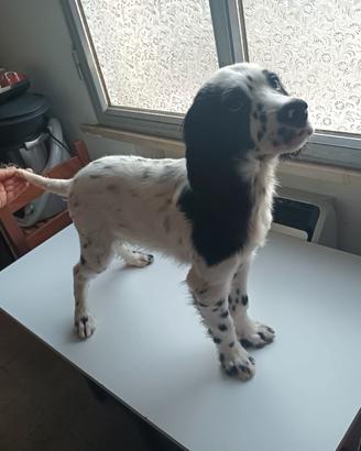 Cuccioli setter inglese