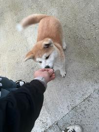 Ultima cucciola akita inu