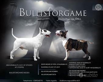 Bull terrier standard