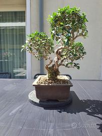 Bonsai di Olivastro
