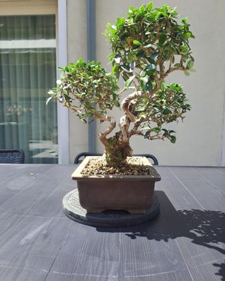 Bonsai di Olivastro