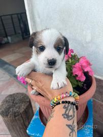 Jack Russel