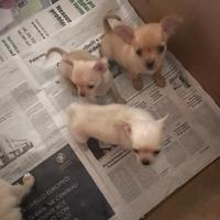 Cuccioli di chiwawa