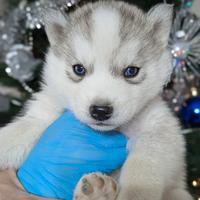 Siberian Husky