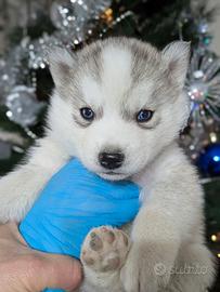 Siberian Husky