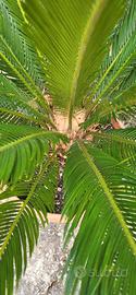 Piante Cycas