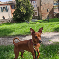 Pinscher Nano disponibile per accoppiamento