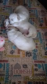 Cuccioli maltesi