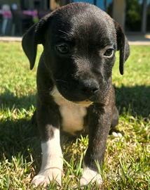 Staffordshire Bull Terrier ciccioli
