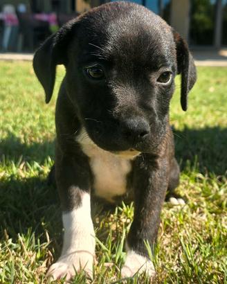 Staffordshire Bull Terrier ciccioli