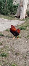 Gallo auracana