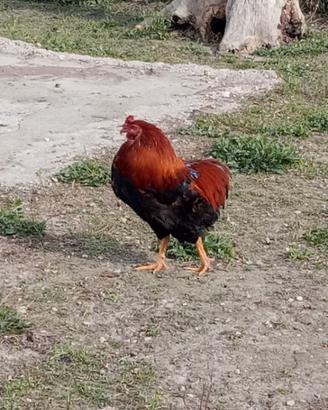 Gallo auracana