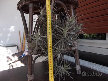 Tillandsia Bergeri grande cespuglio.