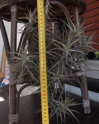 Tillandsia Bergeri grande cespuglio.