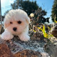 Maltese