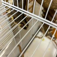 Petauro dello zucchero