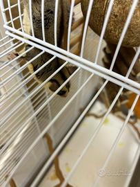 Petauro dello zucchero