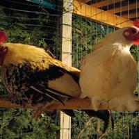 Coppia galline nane