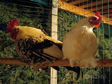 Coppia galline nane