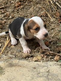 Beagle