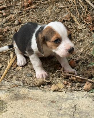 Beagle