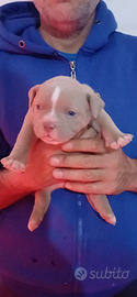 American bully